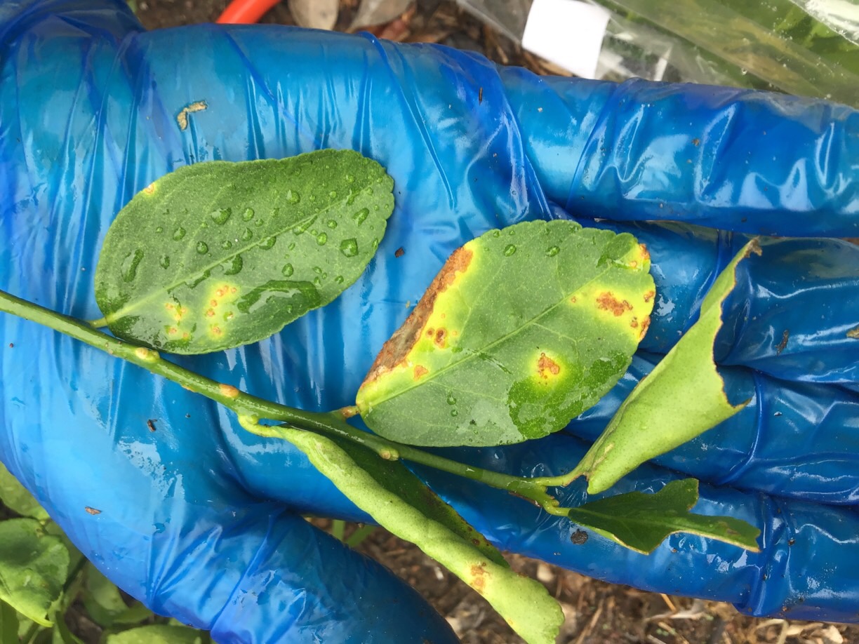 Photo of citrus leaves with yellow lesions, a symptom of citrus canker