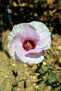 Desert Rose