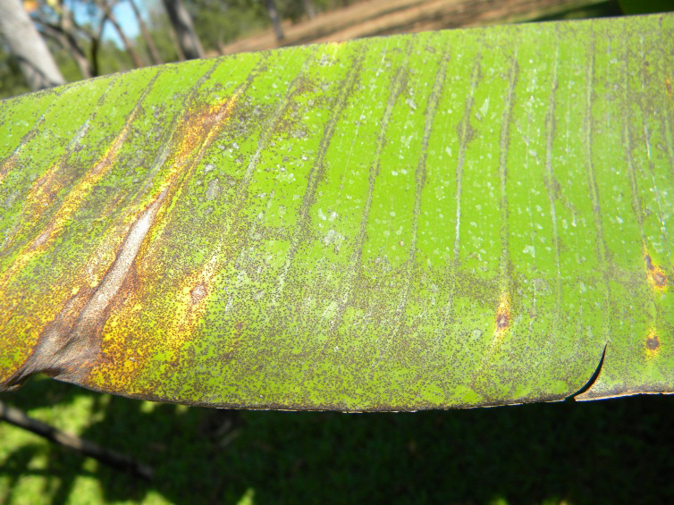 Banana freckle on leaves