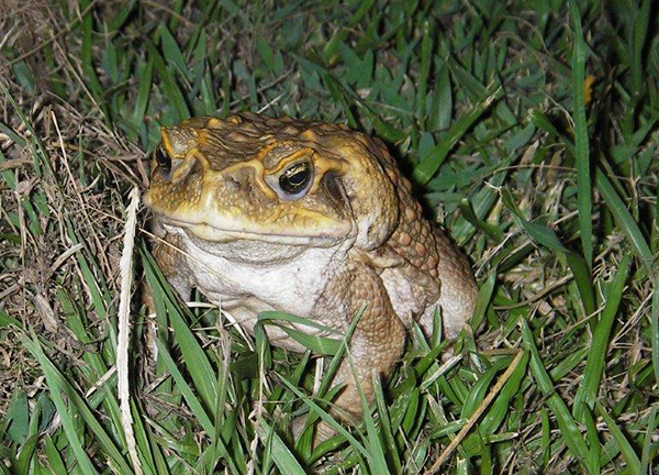 How To Identify A Cane Toad Ntgovau