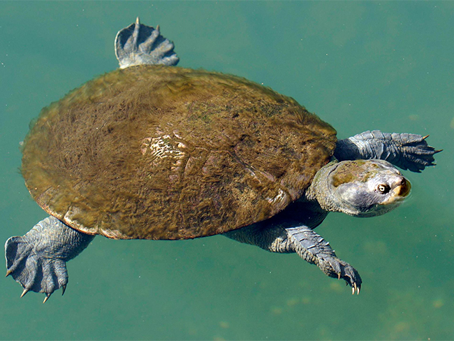 Howard Springs Nature Park - Turtle