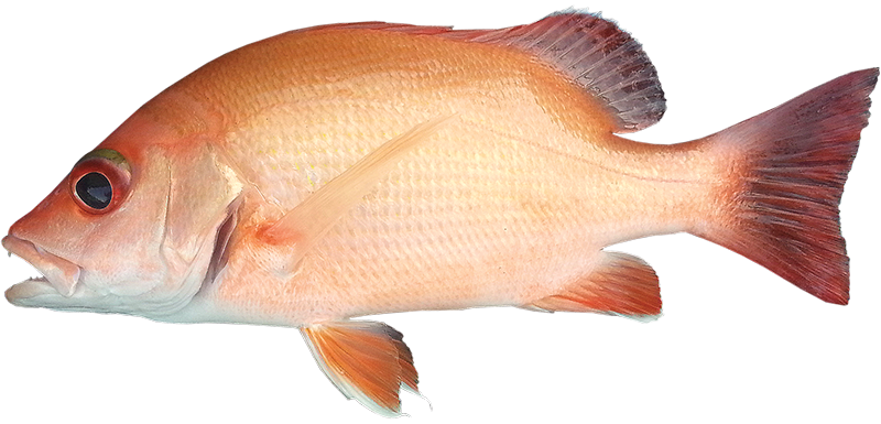 Indonesian snapper