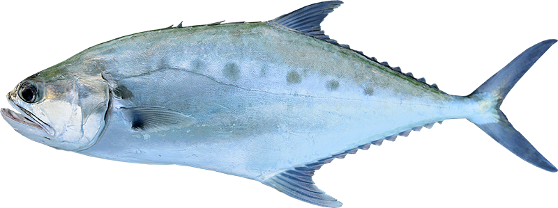 Giant queenfish