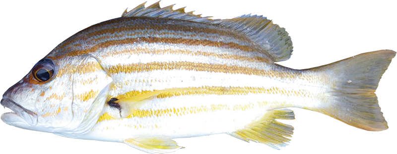 Snapper stripey