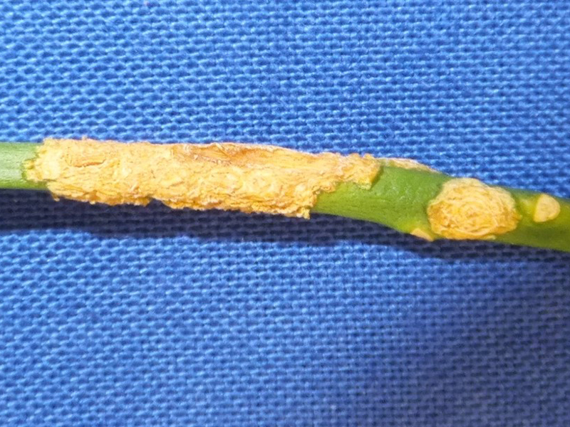 Photo showing citrus canker symptoms on the branch of a citrus plant