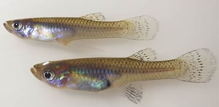 Gambusia pair  - male on top, female under