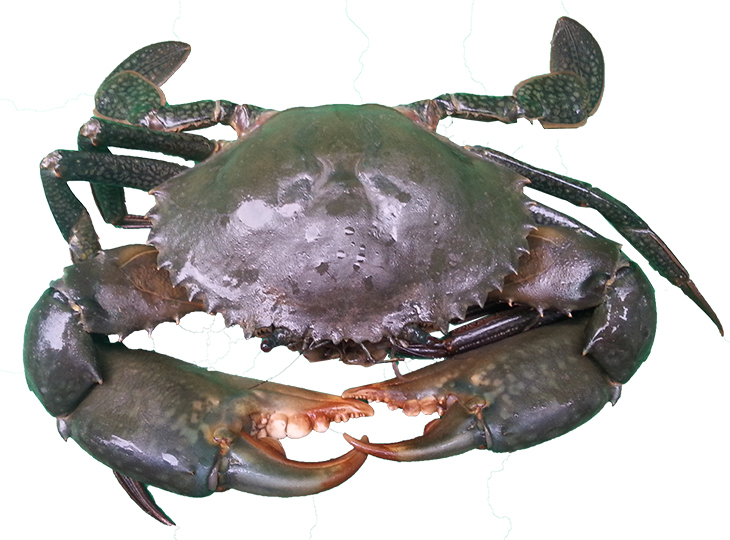 Mud crab