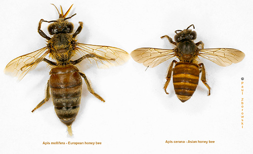 lighed bagagerum Tårer Asian honey bee alert - NT.GOV.AU