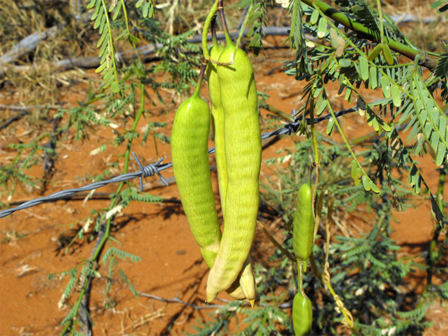 Mesquite - fruit and seeds