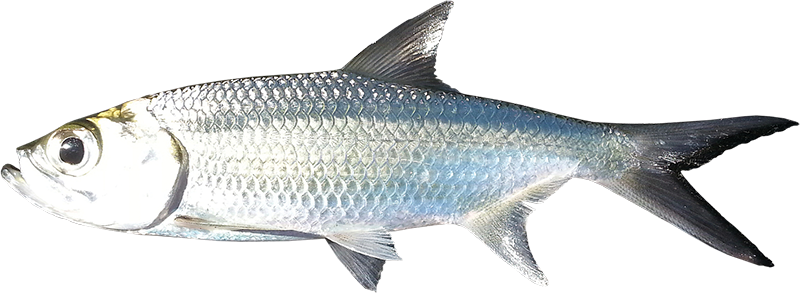 Tarpon