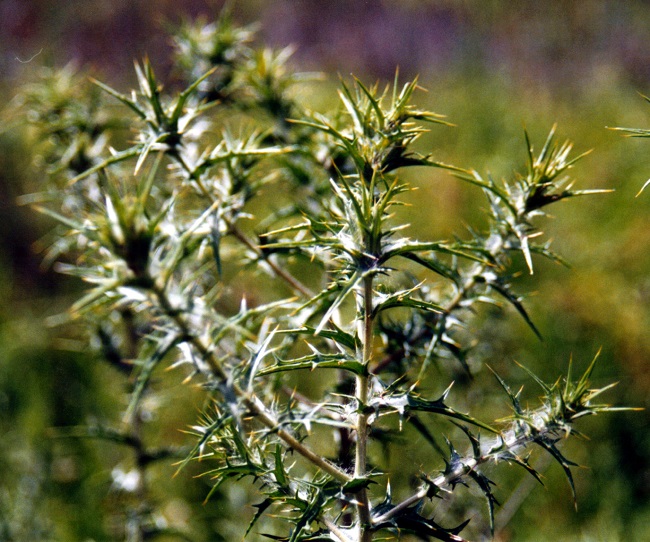 Saffron thistle - plant