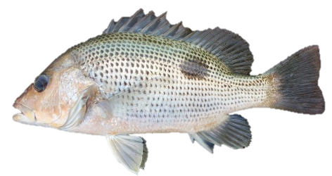 Mangrove Snapper PNG - mangrove-snapper-size-limit mangrove