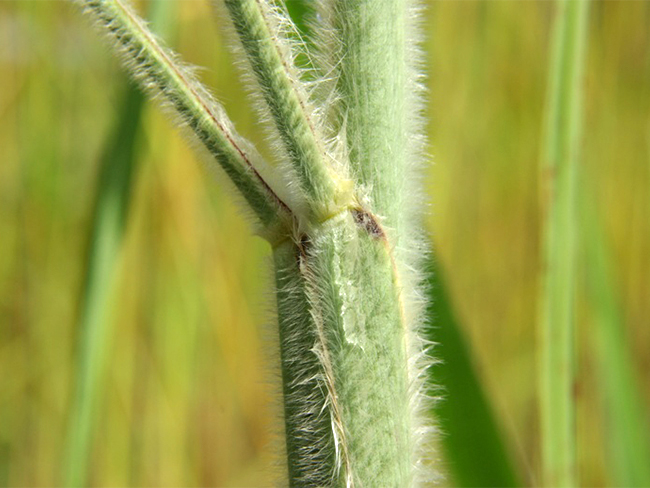 Gamba grass - stems and branches