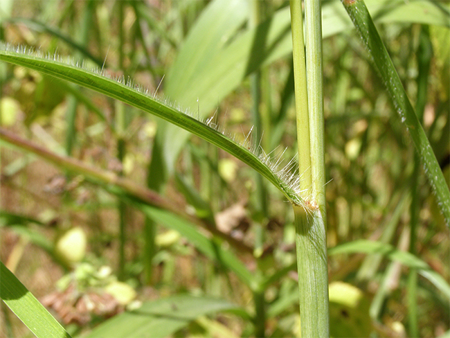 Mission grass - leaves (perennial)