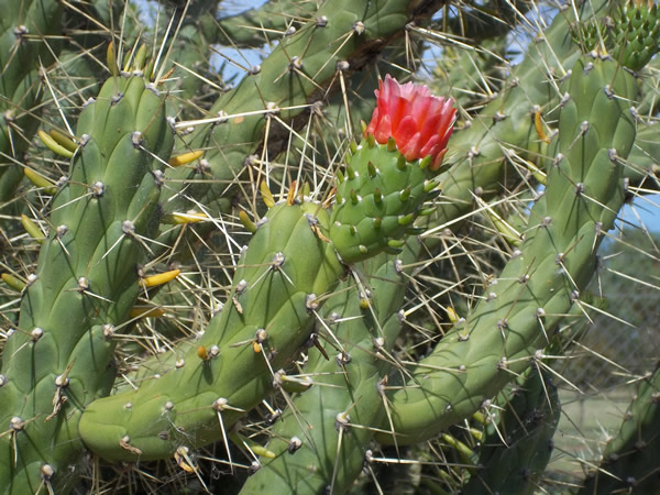 Rope cactus - flowers