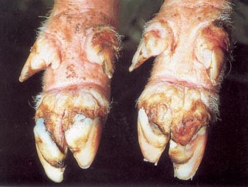 Image of hoof with 9 day old blister