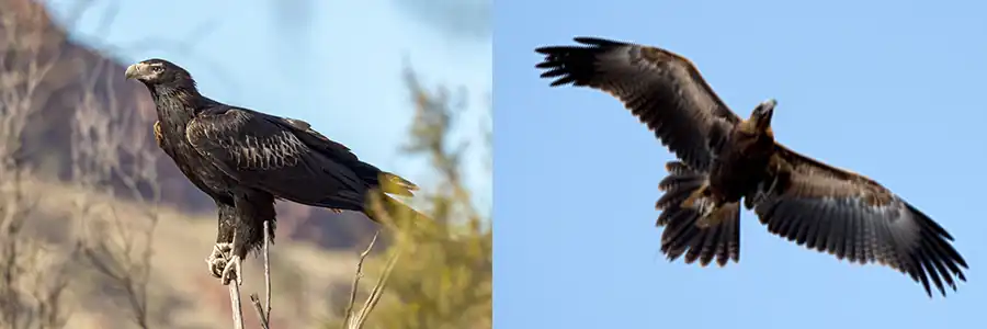 Wedge-tailed Eagle 