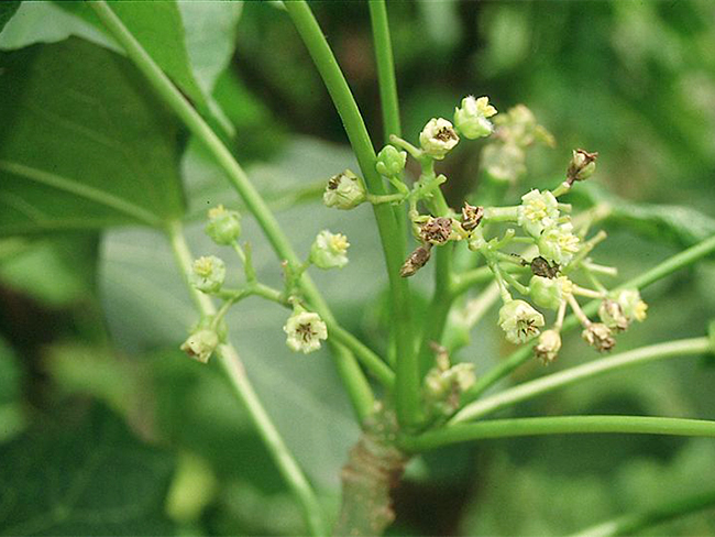 Physic nut - flowers