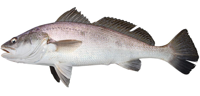 Black jewfish