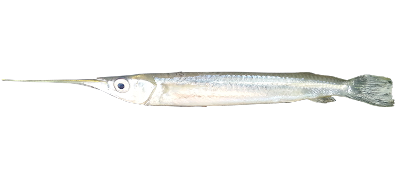 Garfish species