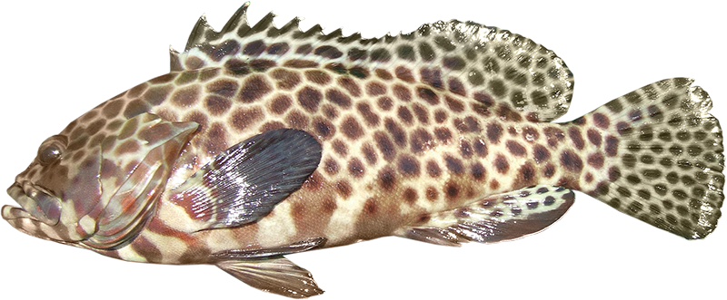 Longfin cod