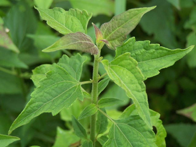 Siam weed plant