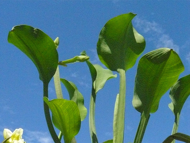 Limnocharis - leaves
