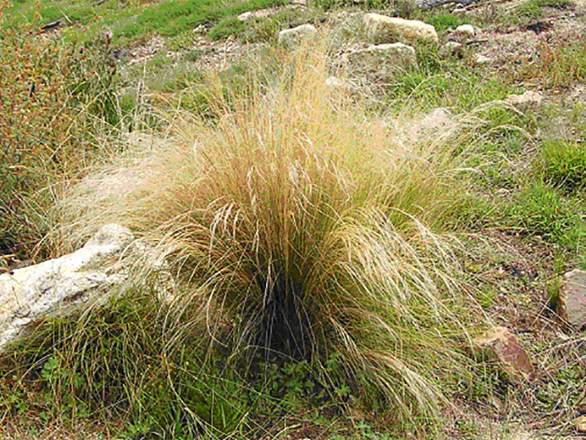 Mexican feather grass - habit