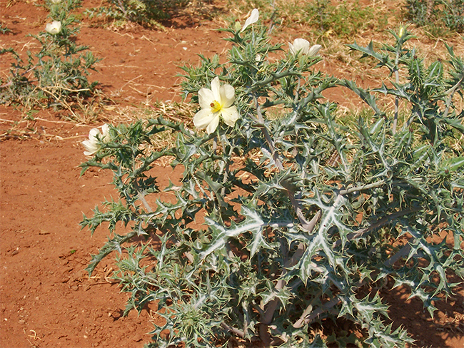 Mexican poppy - leaves