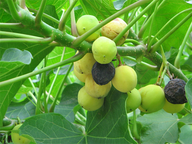 Physic nut - fruit and seeds