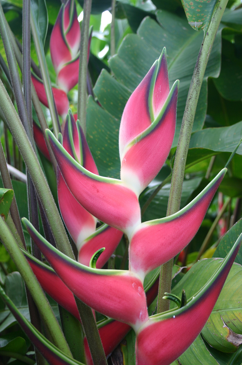 Heliconia claw