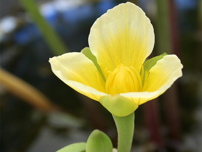 Limnocharis - flower