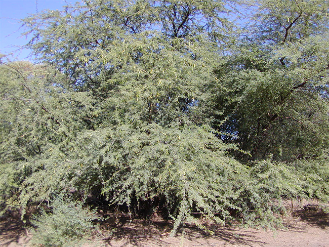 Mesquite - infestation