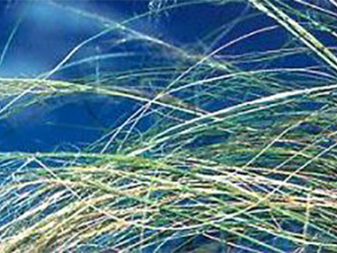 Mexican feather grass - stems and branches