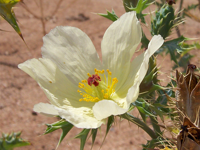 Mexican poppy - flowers