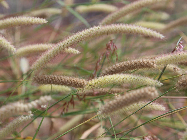 Mission grass - fruit and seeds (annual)