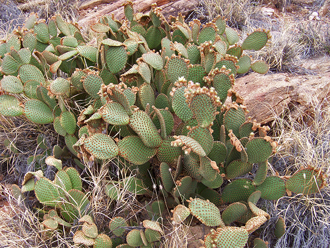 Opuntioid cacti - habit