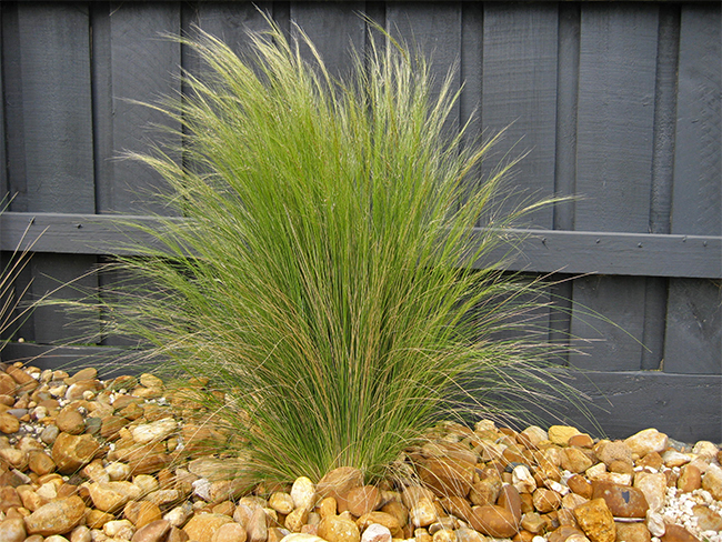 Mexican feather grass - leaves