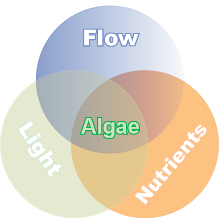 Venn diagram of what an algae need to grow - as explained above