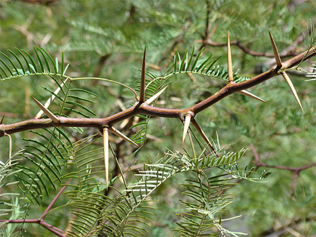 Mesquite - stems and branches