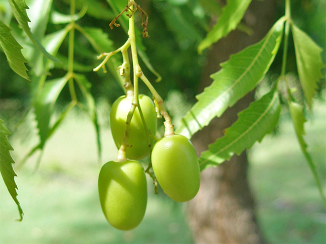 Neem - fruit and seeds