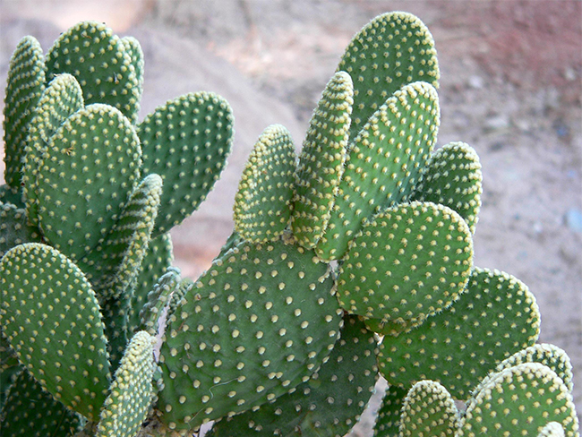 Opuntioid cacti - leaves