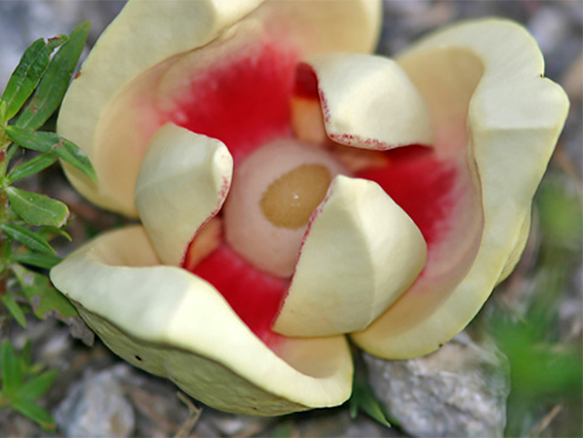 Pond apple - flower