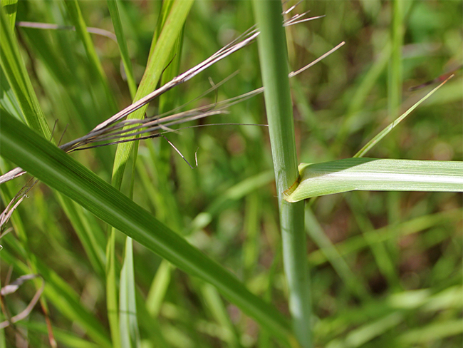 Thatch grass - leaves