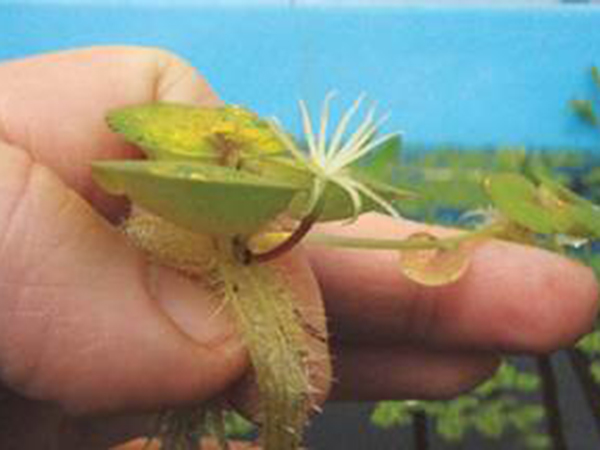 Amazon frogbit - flowers