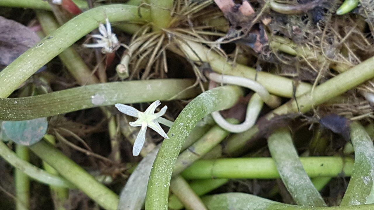 Tiny white flowers growing between the roots of the weed. 