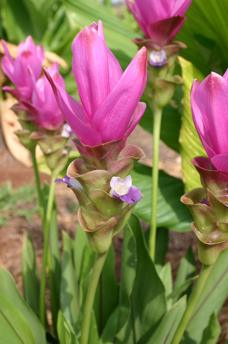 Curcuma