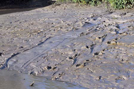 Slide marks: Croc slide marks are a sure sign that crocs inhabit the area. Be Crocwise and stay well away from slide marks.