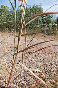 Mission grass - stems and branches (annual)