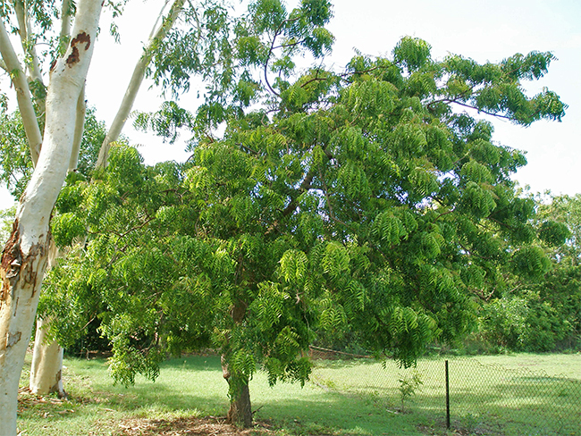 limdo tree